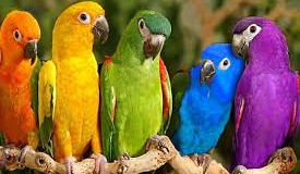 Παπαγαλάκια