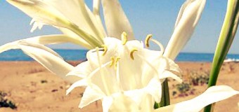 Ψιθυρίζεις