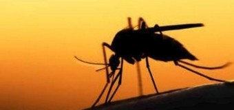 Kαλοκαιρινή εισβολή