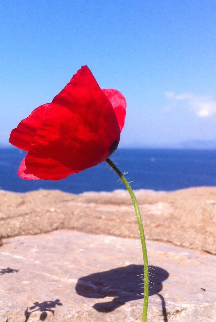 505533225_10228432245366334_1468382817366618438_n